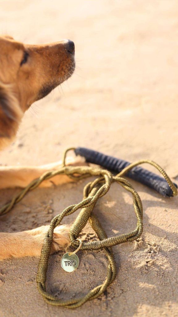 Thin Leash Bulk